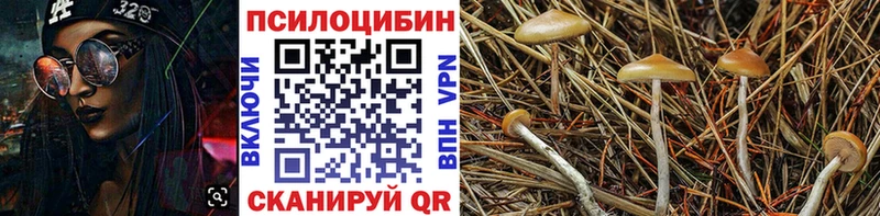 Псилоцибиновые грибы Psilocybine cubensis  Рославль 
